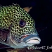sweetlips_manyspotted_db_h_0705_png2237.jpg